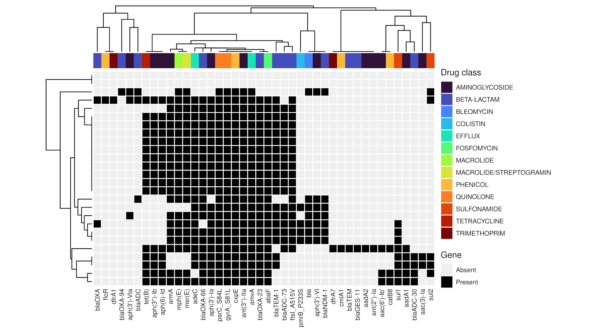 Antimicrobial resistance heatmap with isolates in rows and resistance genes in columns