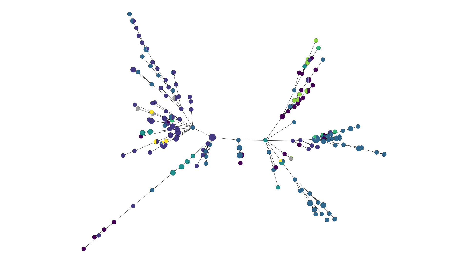PhyloTrace minimum spanning tree showing isolate clusters connected by allelic distance