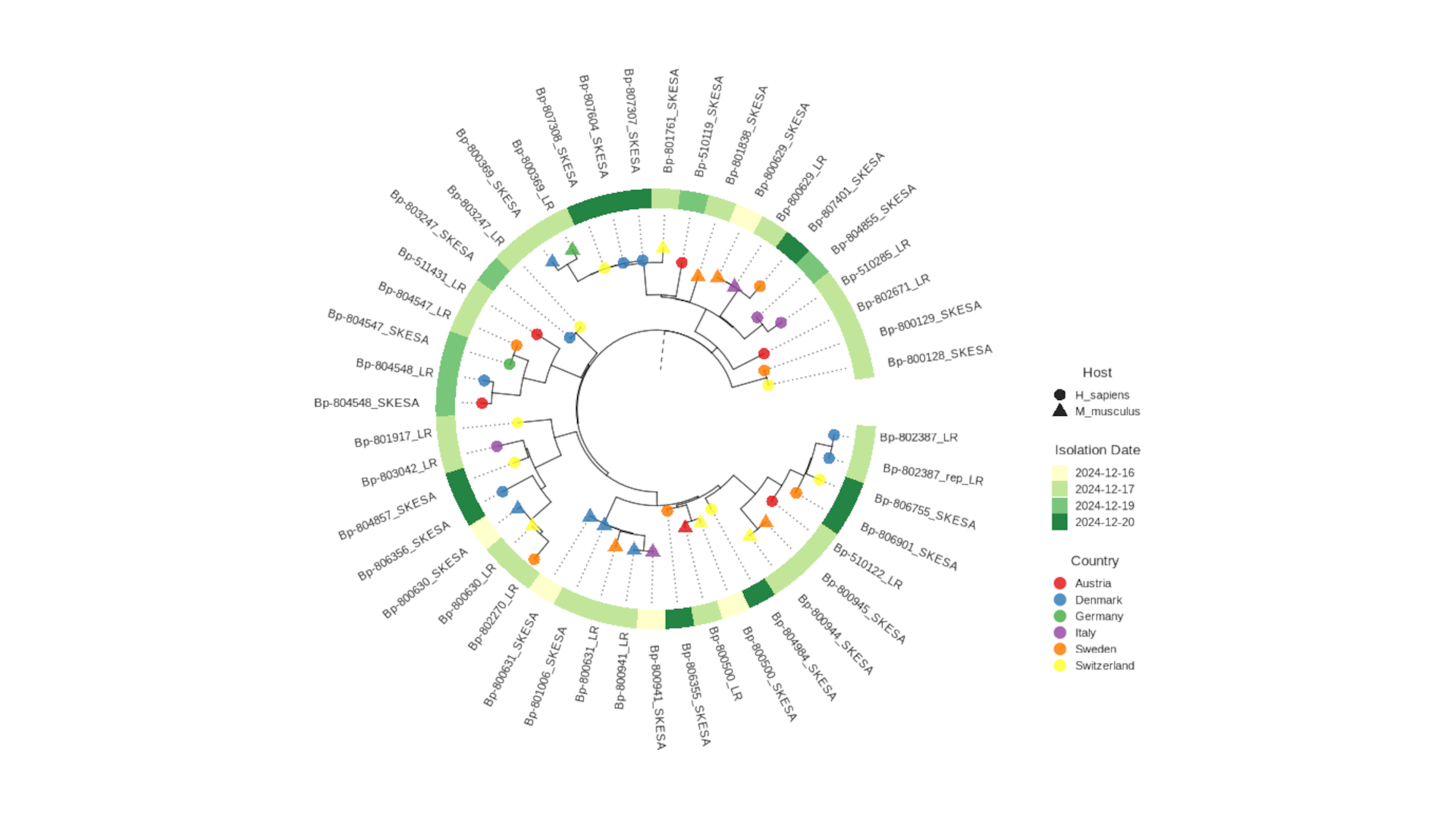 Phylogenetic tree and network graph screenshot 3